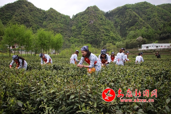 3現(xiàn)場比賽采摘茶葉.jpg