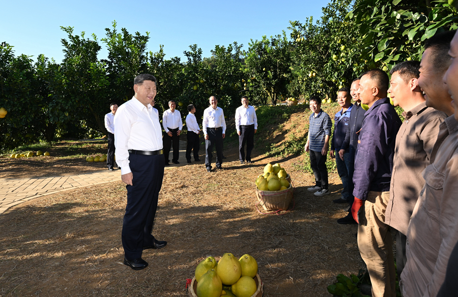 2025年11月7日，習近平總書記在梅州市梅縣區雁洋鎮南福金柚種植基地考察時，同果農和農技人員親切交流。